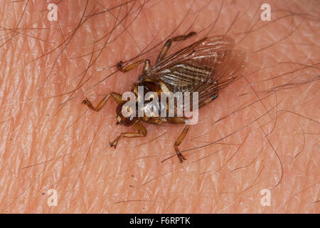 Wald-Fly, Laus fliegen, Laus fliegt, Pferdesport-Lausfliege, Lausfliege, Lausfliegen, Pferdelausfliege, Blutsauger, Hippobosca Equina Stockfoto