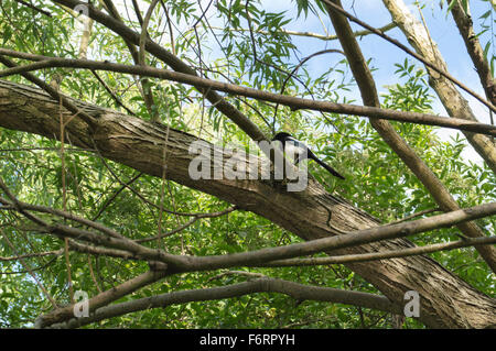 Eine Elster sitzt in einem Baum mit vielen Ästen Stockfoto