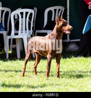 Eine junge, schöne, braune Dobermann stehen auf dem Rasen während seine Zunge heraus und sah glücklich und verspielt. Th Stockfoto