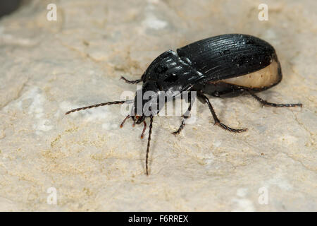 Boden-Käfer, Weiblich, Ovaler Breitkäfer, Ovaler Schulterläufer, Laufkäfer, Weibchen, Abax vgl. ovalis Stockfoto