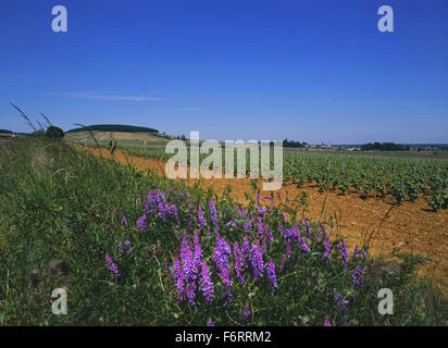 Burgunder Weinberge. Frankreich. Europa Stockfoto