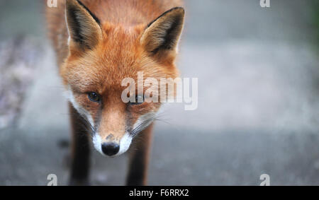 WILDEN STÄDTISCHEN FOX RE TIERWELT TIER GARTEN STADT STADT SCHÄDLINGE KNURREN BELLENDEN KRATZEN FLÖHE FÜTTERUNG ESSEN AUFRÄUMVORGANG NAHAUFNAHME UK Stockfoto