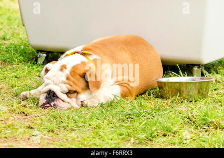 Eine kleine, jung, schön, braune und weiße englische Bulldogge liegend auf der Wiese schlafen suchen, sehr friedlich, faul und müde Stockfoto