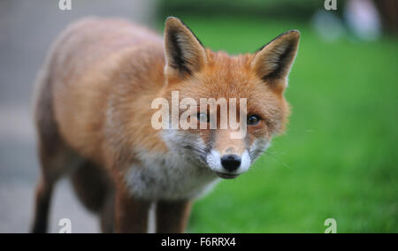 WILDEN STÄDTISCHEN FOX RE TIERWELT TIER GARTEN STADT STADT SCHÄDLINGE KNURREN BELLENDEN KRATZEN FLÖHE FÜTTERUNG ESSEN AUFRÄUMVORGANG NAHAUFNAHME UK Stockfoto