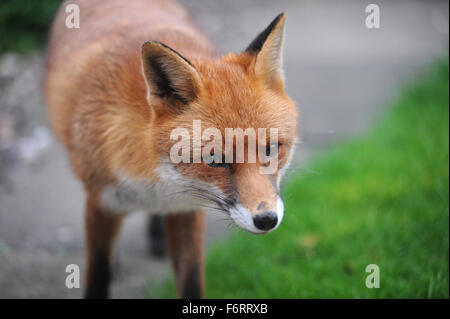 WILDEN STÄDTISCHEN FOX RE TIERWELT TIER GARTEN STADT STADT SCHÄDLINGE KNURREN BELLENDEN KRATZEN FLÖHE FÜTTERUNG ESSEN AUFRÄUMVORGANG NAHAUFNAHME UK Stockfoto