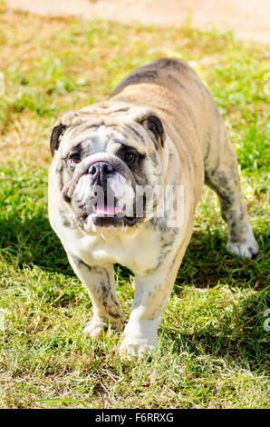 Eine kleine, junge, schöne, fawn gestromt und weiß englische Bulldogge stehend auf dem Rasen, während seine Zunge heraus und lookin Stockfoto