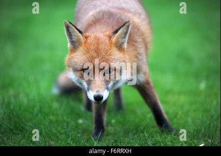 WILDEN STÄDTISCHEN FOX RE TIERWELT TIER GARTEN STADT STADT SCHÄDLINGE KNURREN BELLENDEN KRATZEN FLÖHE FÜTTERUNG ESSEN AUFRÄUMVORGANG NAHAUFNAHME UK Stockfoto