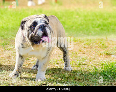 Eine kleine, junge, schöne, fawn gestromt und weiß englische Bulldogge stehend auf dem Rasen, während seine Zunge heraus und lookin Stockfoto