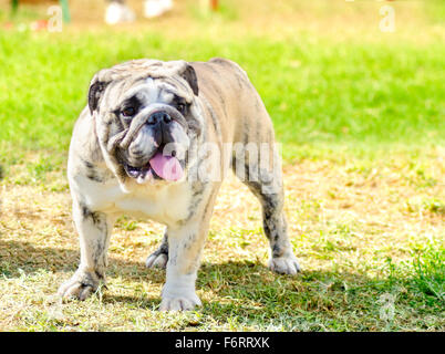 Eine kleine, junge, schöne, fawn gestromt und weiß englische Bulldogge stehend auf dem Rasen, während seine Zunge heraus und lookin Stockfoto