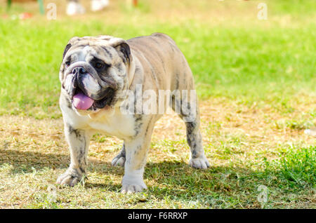 Eine kleine, junge, schöne, fawn gestromt und weiß englische Bulldogge stehend auf dem Rasen, während seine Zunge heraus und lookin Stockfoto