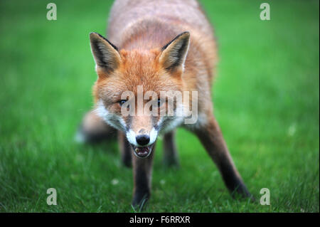 WILDEN STÄDTISCHEN FOX RE TIERWELT TIER GARTEN STADT STADT SCHÄDLINGE KNURREN BELLENDEN KRATZEN FLÖHE FÜTTERUNG ESSEN AUFRÄUMVORGANG NAHAUFNAHME UK Stockfoto