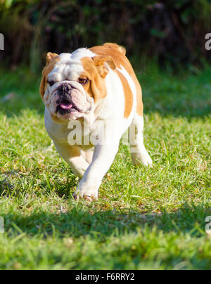 Eine kleine, jung, schön, braune und weiße englische Bulldogge laufen auf dem Rasen suchen, verspielt und fröhlich. Der Bulldog ist ein mu Stockfoto