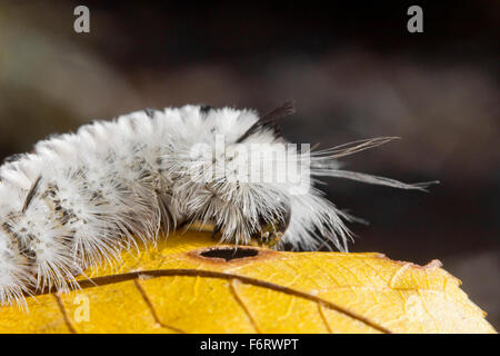 Giftige weiße Hickory Tussock Moth Caterpillar auf Orange fallen leaf Stockfoto