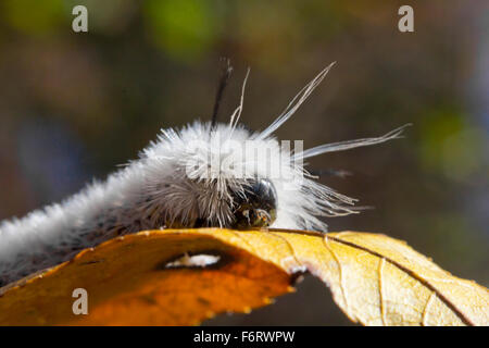 Giftige weiße Hickory Tussock Moth Caterpillar auf Orange fallen leaf Stockfoto