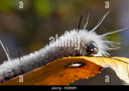 Giftige weiße Hickory Tussock Moth Caterpillar auf Orange fallen leaf Stockfoto