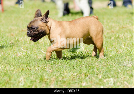 Eine kleine, junge, schöne, beige braun französische Bulldogge mit schwarzer Maske, die zu Fuß auf dem Rasen suchen, verspielt und fröhlich. Es hat dis Stockfoto