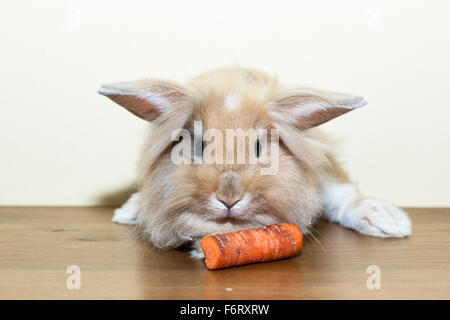 Goldener Hase mit Karotte drehen um den leeren Raum zu betrachten. Stockfoto