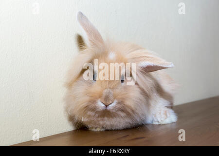 Goldener Hase drehen, Blick auf den leeren Raum. Stockfoto