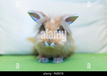 Goldener Hase auf die Heimat weißen Sofa Hinwendung zu betrachten, den leeren Raum sitzen. Stockfoto