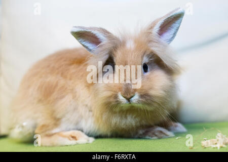 Goldener Hase auf die Heimat weißen Sofa Hinwendung zu betrachten, den leeren Raum sitzen. Stockfoto