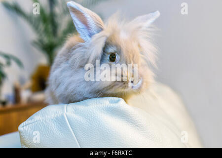 Goldener Hase auf die Heimat weißen Sofa Hinwendung zu betrachten, den leeren Raum sitzen. Stockfoto