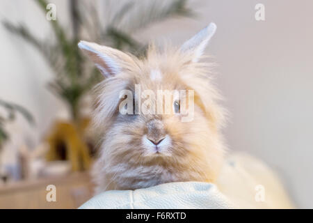 Goldener Hase auf die Heimat weißen Sofa Hinwendung zu betrachten, den leeren Raum sitzen. Stockfoto