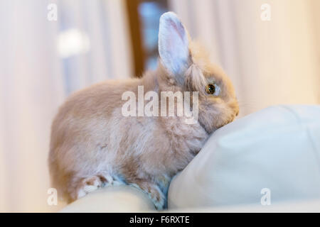 Goldener Hase auf die Heimat weißen Sofa Hinwendung zu betrachten, den leeren Raum sitzen. Stockfoto