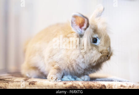 Goldener Hase auf die Heimat weißen Sofa Hinwendung zu betrachten, den leeren Raum sitzen. Stockfoto