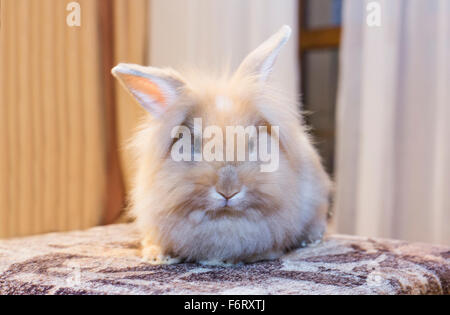 Goldener Hase auf die Heimat weißen Sofa Hinwendung zu betrachten, den leeren Raum sitzen. Stockfoto