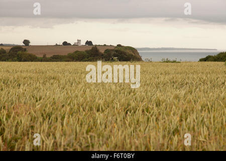 Ein Blick über den Weizenfeldern bei Batterie Longues Sur Mer in der Normandie Stockfoto