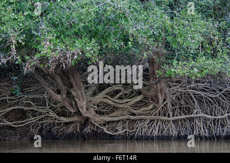 Während der Trockenzeit, die der Pegelstand untergeht, roots auszusetzen Baum am Flussufer im Pantanal, Mato Grosso, Brasilien Stockfoto