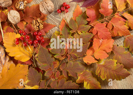 buntes Herbstlaub auf hölzernen Hintergrund Stockfoto