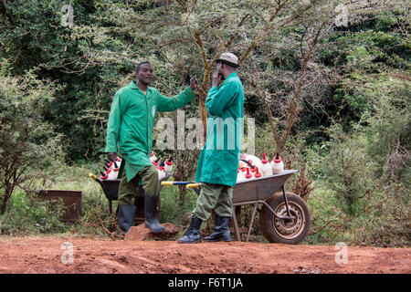 Zwei Wächter an, Sheldrick Elephant Orphanage mit Schubkarren voller Milchflaschen für die verwaisten Elefanten, Nairobi, Kenia Stockfoto