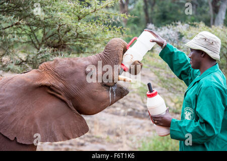 Halter eine hungrige Waise afrikanischer Elefant Kalb Fütterung Loxodonta Africana, Sheldrick Elephant Orphanage, Nairobi, Kenia, Afrika Stockfoto