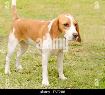 Ein jung, schön, weiß und orange istrische kurzhaarige Hund Welpe Hund stehend auf dem Rasen. Der istrische kurzen Haare Hound ist Stockfoto