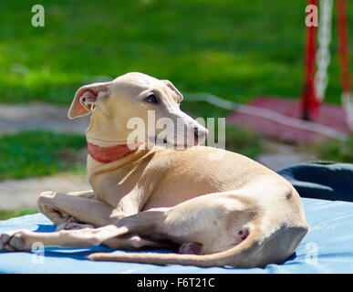 Eine kleine beige - braunen italienischen Greyhound-Hund liegend. Graue Hunde sind sehr dünn und haben eine schlanke Struktur, dass sie aussehen, v Stockfoto