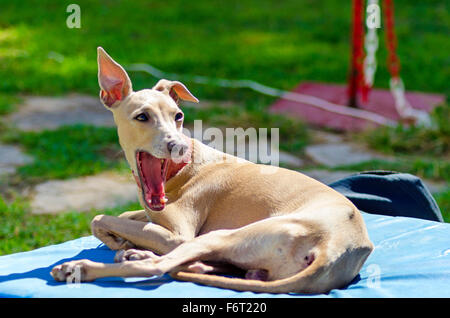 Eine kleine beige - braunen italienischen Greyhound-Hund liegend Gähnen. Graue Hunde sind sehr dünn und haben eine schlanke Struktur machen die Stockfoto