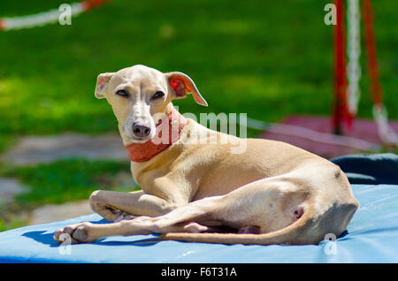 Eine kleine beige - braunen italienischen Greyhound-Hund liegend. Graue Hunde sind sehr dünn und haben eine schlanke Struktur, dass sie aussehen, v Stockfoto