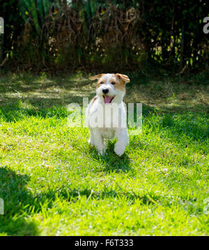 Eine kleine weiße und Tan rau beschichtet Jack Russell Terrier Hund zu Fuß auf dem Rasen suchen sehr glücklich. Es ist bekannt für seine conf Stockfoto