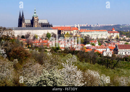 Blick auf die Prager Burg auf den blühenden Obstgarten Stockfoto