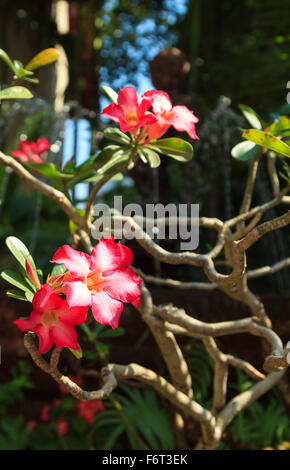 Desert Rose oder Impala-Lilie oder verspotten Azalee Blüte Stockfoto