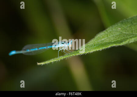 Ganzkörper Seitenansicht ein Hufeisen Bluet (Coenagrion Puella) sitzt oben auf dem Blatt Stockfoto