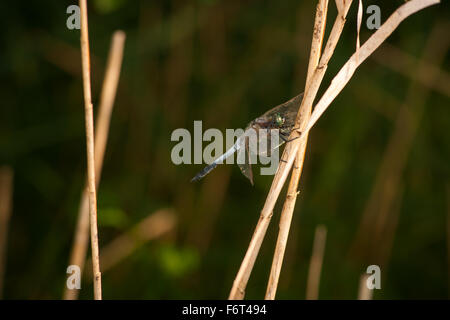 Ganzkörper-Seitenansicht der ein blauer Pfeil verschwommen Libelle (Orthetrum Brunneum) sitzen auf sich überschneidenden Zweige kahl Chating gegen Stockfoto