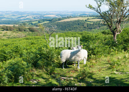 Zwei schwarz-faced Schaf auf Adlerfarn bedeckt Hang oberhalb Holne auf Dartmoor Stockfoto