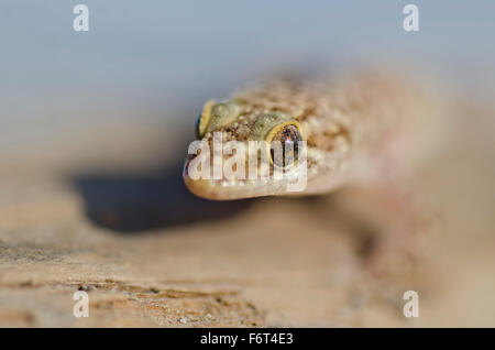Mediterranes Haus Gecko, Hemidactylus Turcicus wissenschaftlicher name Stockfoto