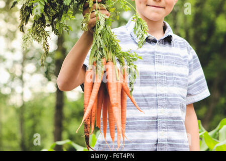 Kaukasische junge Karotten im Garten halten Stockfoto