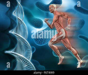 Männlichen medizinischen 3D-Figur mit Muskel-Karte auf eine abstrakte Virus Hintergrund mit DNA-Stränge Stockfoto