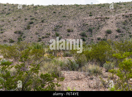 Kojote im Busch von Big Bend Nationalpark Stockfoto