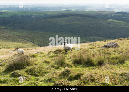 Zwei schwarz-faced Schafe Gras und Rush bedeckt Hügel über dem Fluss Erme auf Dartmoor Stockfoto