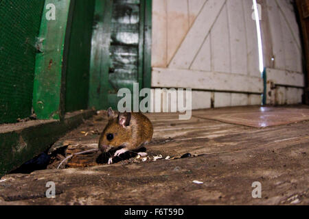 Woodmouse in Halle Stockfoto